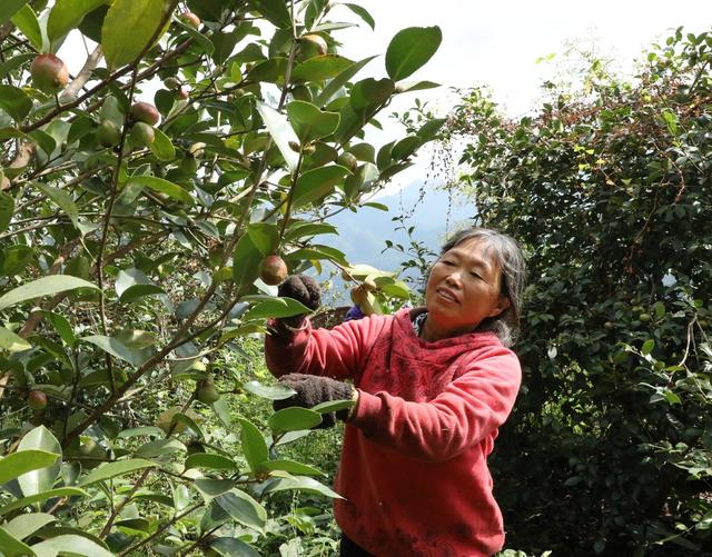  金秋油茶果喜获丰收
