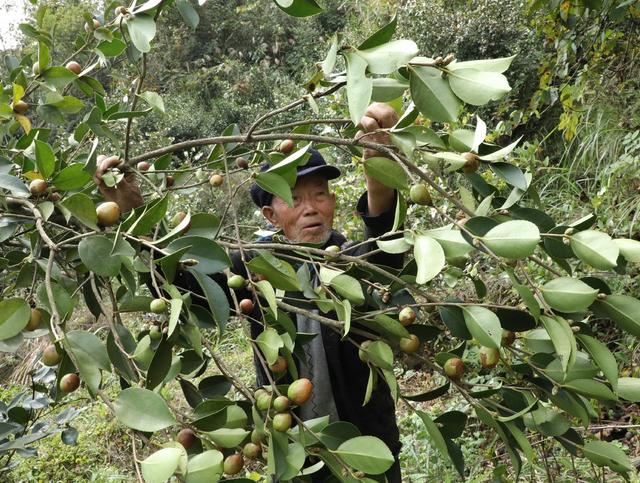  金秋油茶果喜获丰收