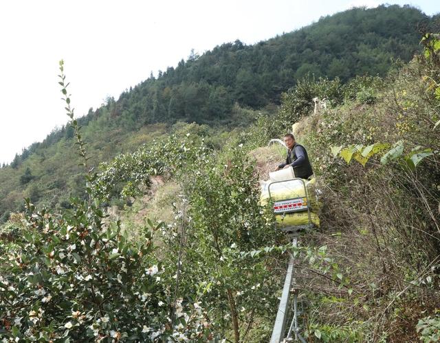  金秋油茶果喜获丰收