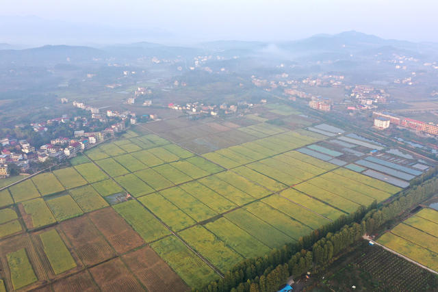 金秋  田园  风光  水稻  丰收  风景   画卷