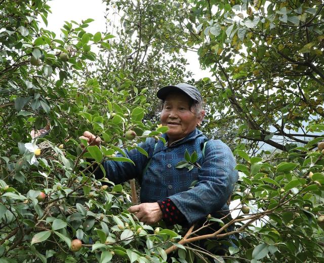  金秋油茶果喜获丰收