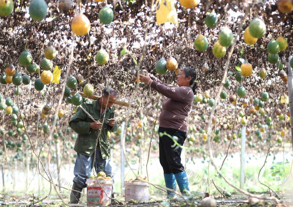 瓜蒌 特色 种植 一村一品 乡村振兴 