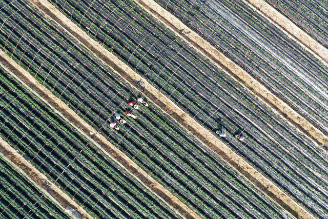 农业  秋冬种植  草莓  老叶摘除  养分供给  节本增效