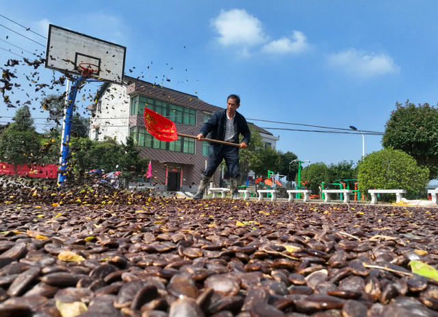 瓜蒌 特色 种植 一村一品 乡村振兴 