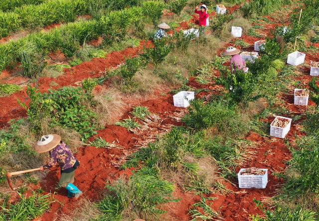 宁远：特色产业  助民增收