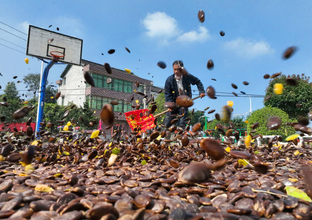 瓜蒌 特色 种植 一村一品 乡村振兴 