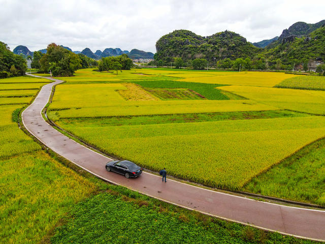 秋景  稻田  丰收  田园