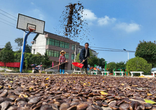 瓜蒌 特色 种植 一村一品 乡村振兴 