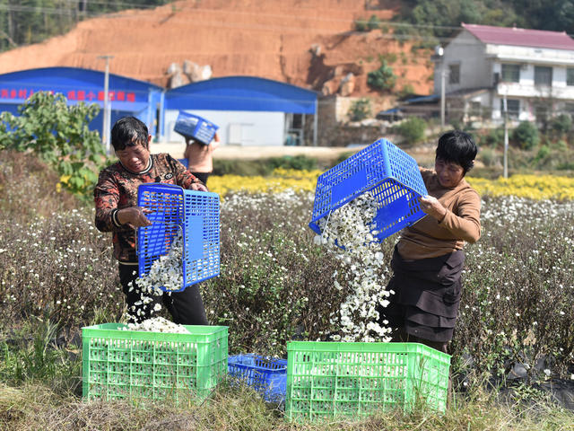 菊花  乡村振兴  产业发展  农民增收 就业  合作社  示范基地  中药材