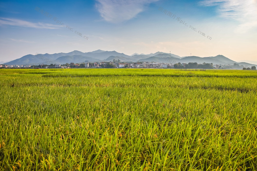 美丽乡村 稻田 村庄 乡间 风景 秋天