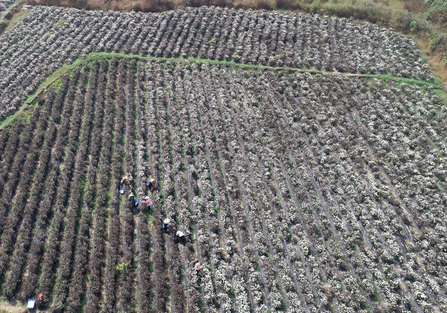 菊花  乡村振兴  产业发展  农民增收 就业  合作社  示范基地  中药材