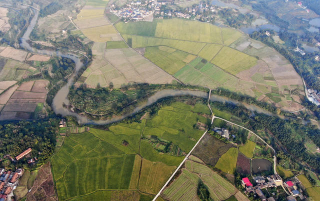 金秋时节 稻谷丰收 农业产业 田园画卷 乡村振兴