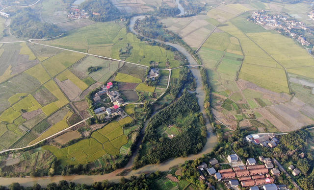 金秋时节 稻谷丰收 农业产业 田园画卷 乡村振兴