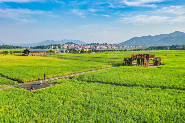 美丽乡村 稻田 村庄 乡间 风景 秋天