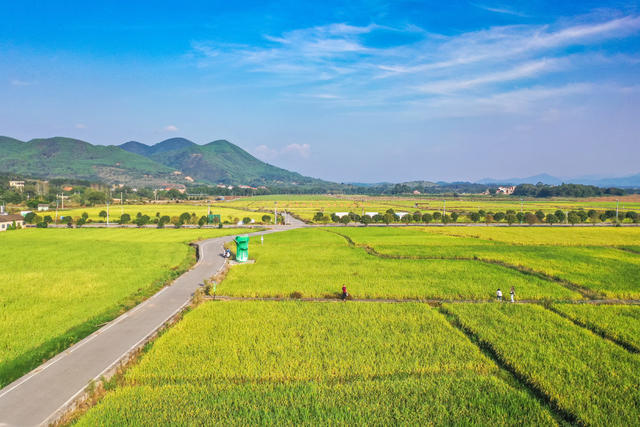 美丽乡村 稻田 村庄 乡间 风景 秋天