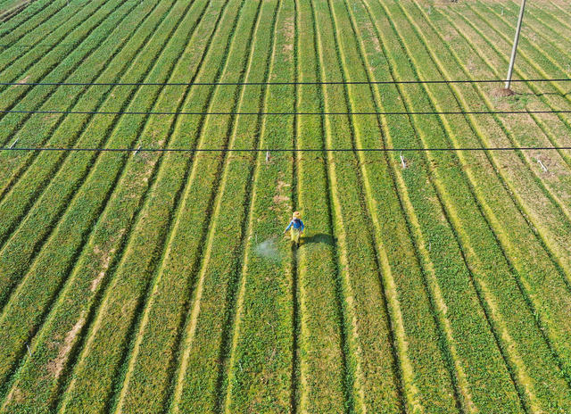 嘉禾：秋日蔬菜管护忙