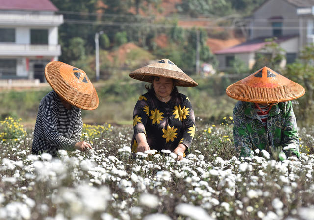 菊花  乡村振兴  产业发展  农民增收 就业  合作社  示范基地  中药材