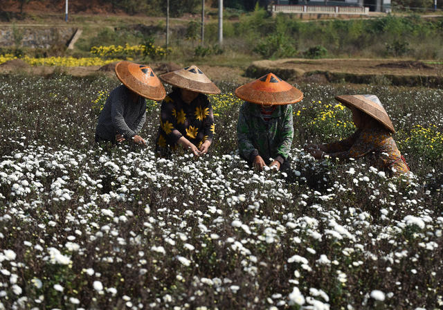菊花  乡村振兴  产业发展  农民增收 就业  合作社  示范基地  中药材