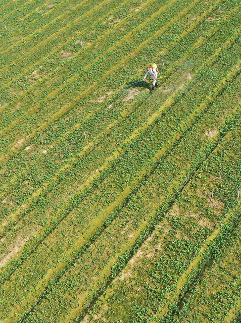 嘉禾：秋日蔬菜管护忙