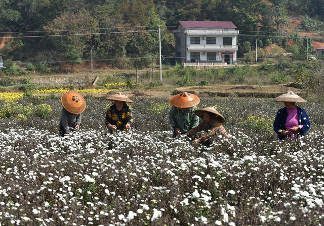 菊花  乡村振兴  产业发展  农民增收 就业  合作社  示范基地  中药材