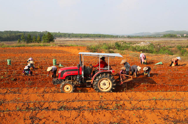 红薯  丰收  收获  紫薯