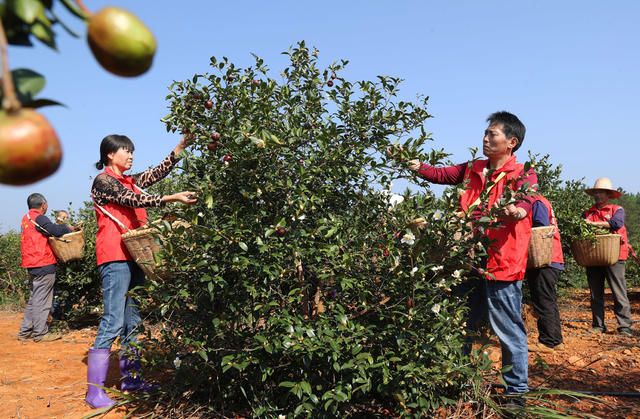油茶 采收 乡村振兴
