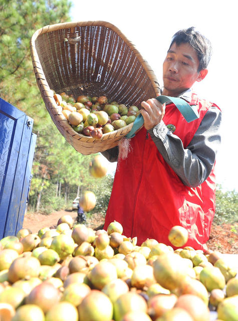 油茶 采收 乡村振兴