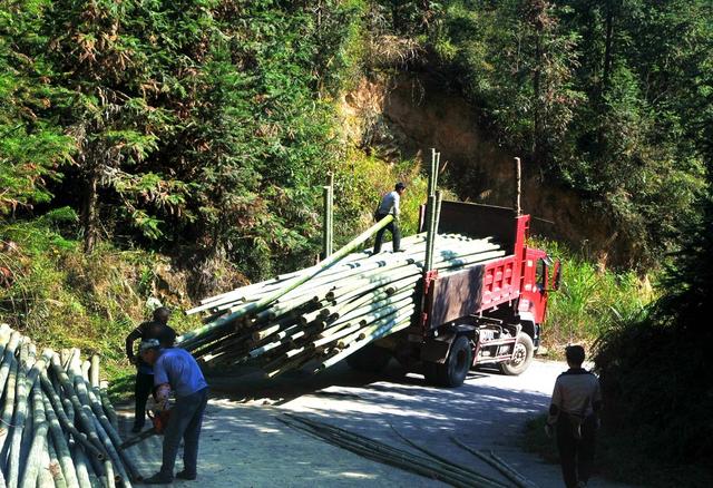 楠竹 低改 增收