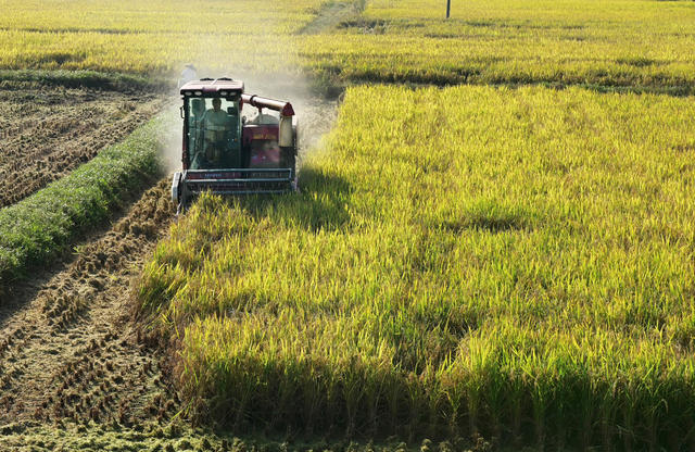 农机 晚稻收割 稻田 水稻 农民 农村 粮食 收割机 农机作业
