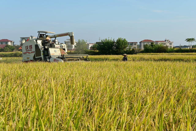 农机 晚稻收割 稻田 水稻 农民 农村 粮食 收割机 农机作业