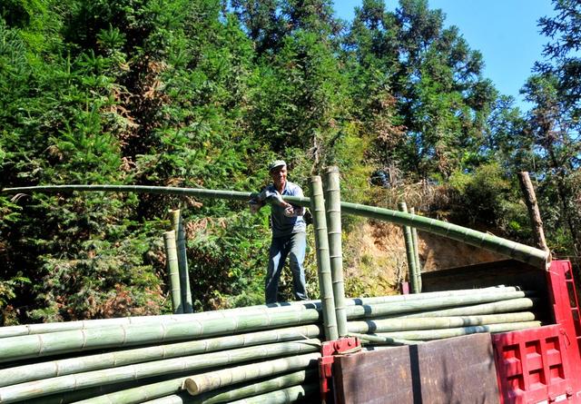 楠竹 低改 增收