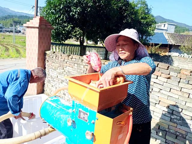 红薯 深冲 薯农 创收