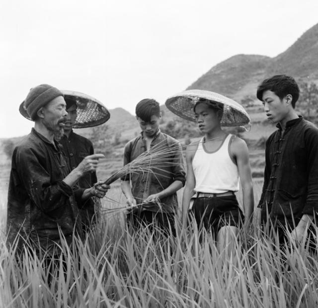 玉米 种植 养殖 水稻