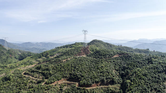 油茶  果籽   油茶