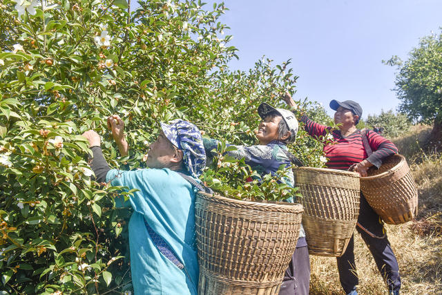 油茶  果籽   油茶