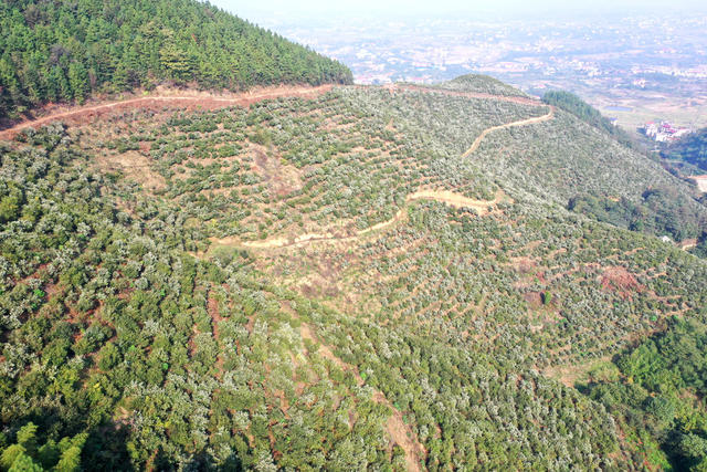 油茶 基地  丰收  产业  致富  增收  乡村振兴