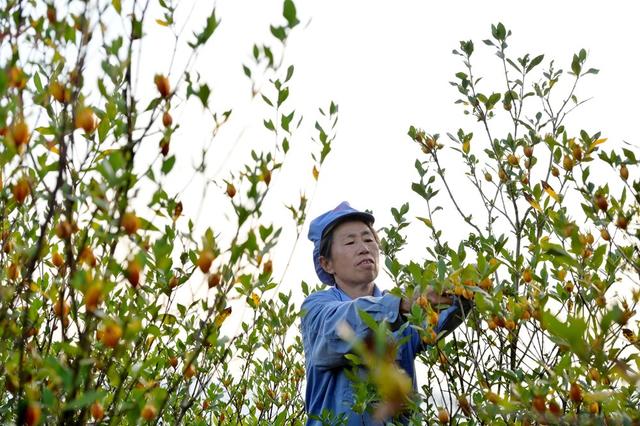 产业  黄栀子  乡村振兴  医药  药材  花  观赏