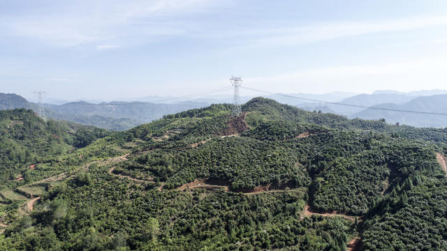 油茶  果籽   油茶