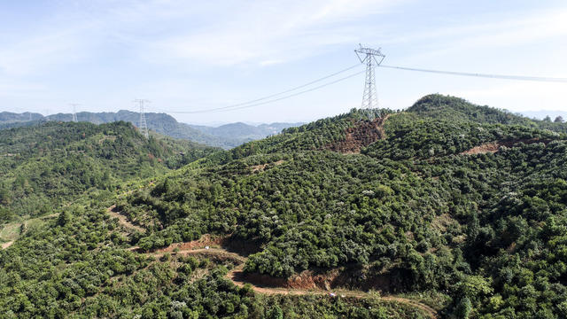 油茶  果籽   油茶