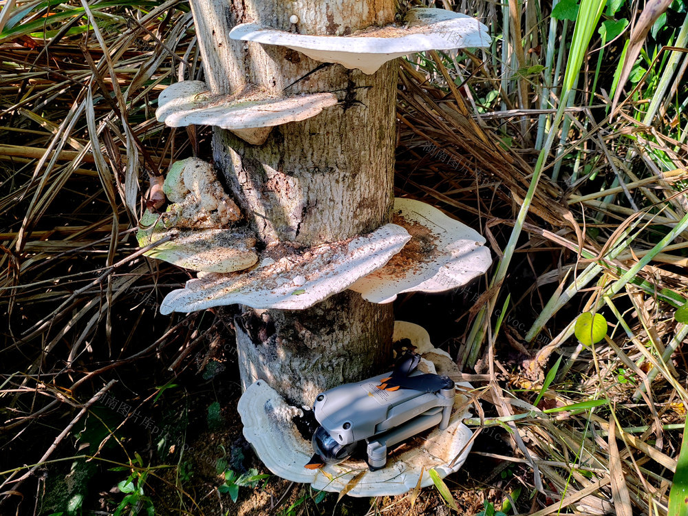 湖南桂东 树舌灵芝 齐云峰国家森林公园