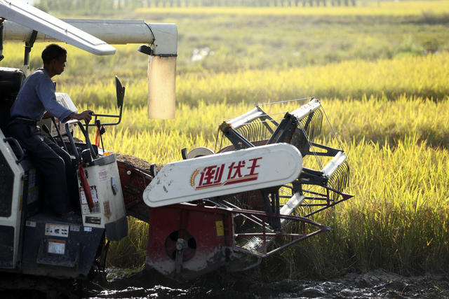 晚稻丰收 金秋时节 农业产业 增收致富 经济发展 乡村振兴
