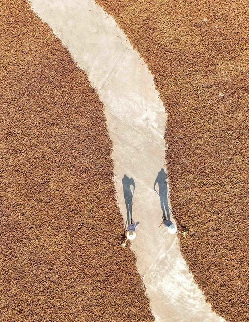 油茶果
道县
经济
金秋
晾晒
