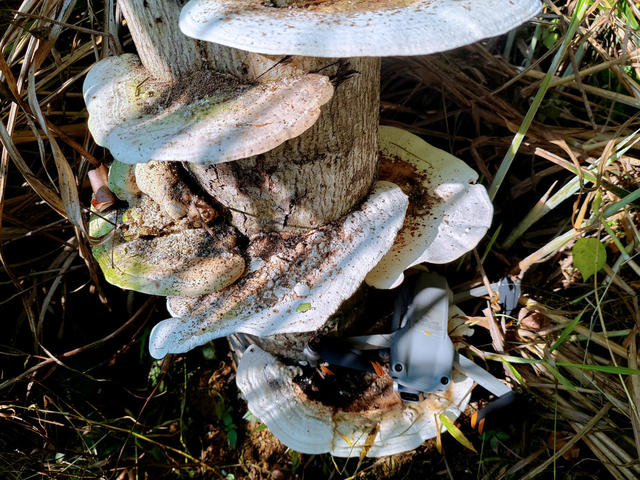 湖南桂东 树舌灵芝 齐云峰国家森林公园