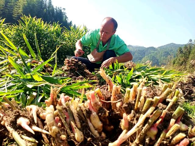 生姜 种植 创收