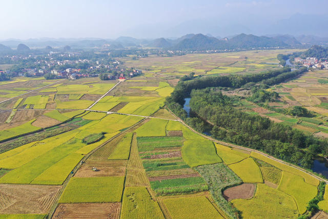金秋 稻谷 生态 农旅