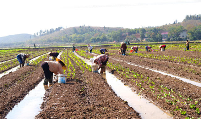 农事忙 芥菜 订单种植 增收致富