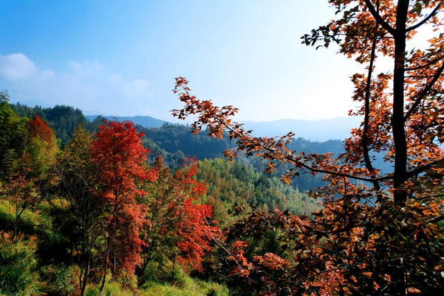 湖南桂东 枫香 红 林 凤凰山 火 画