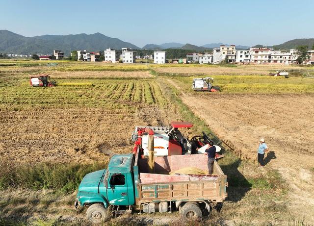 农村 农民 晚稻 进度 收获