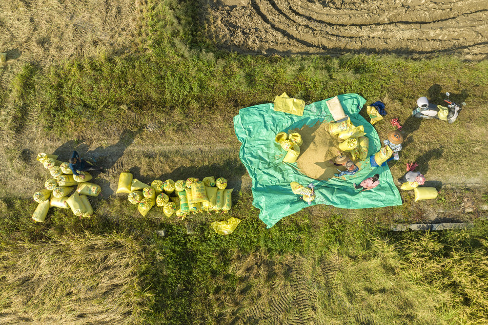 秋收 晚稻 村民 打包装车 娄底