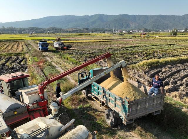 农村 农民 晚稻 进度 收获